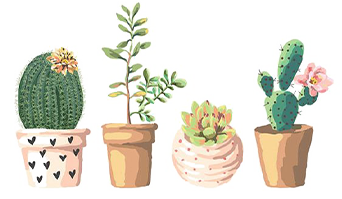 cactus and succulents