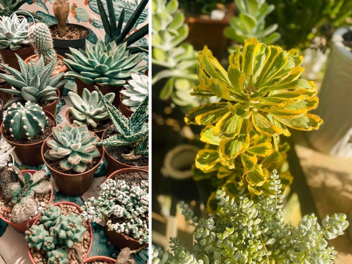 Succulents thrive in dry, low-humidity environments, but some can tolerate higher humidity with proper care.