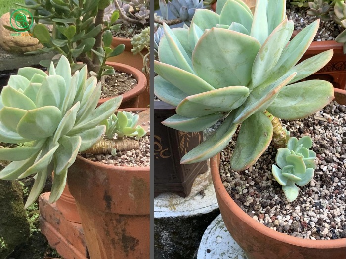 1. When to Remove Succulent Pups