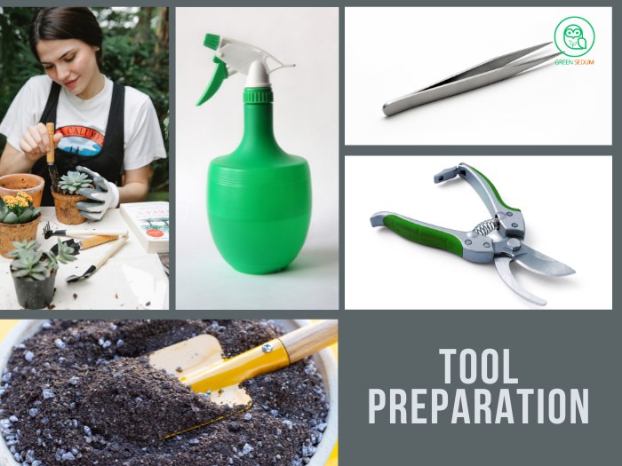 1.2. Tool Preparation - how to propagate succulents