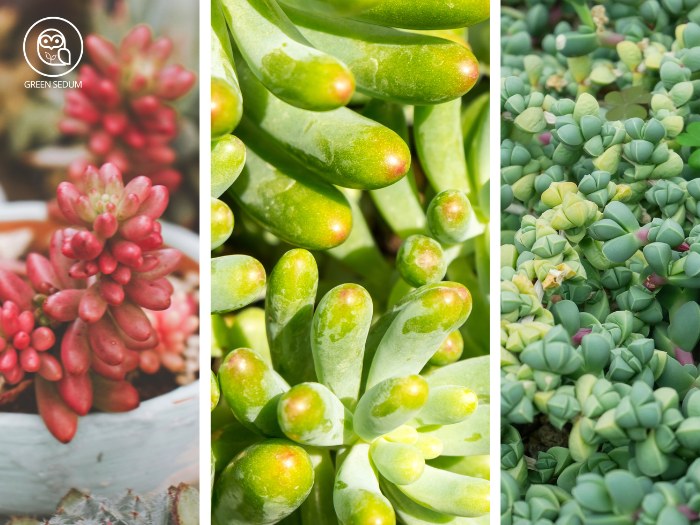 11 Mini Full Sun Succulents You'll Love