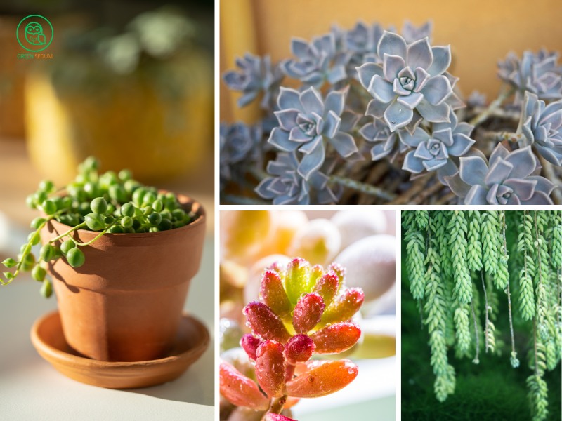 11 Succulents Easy to Propagate from Cuttings and Leaves