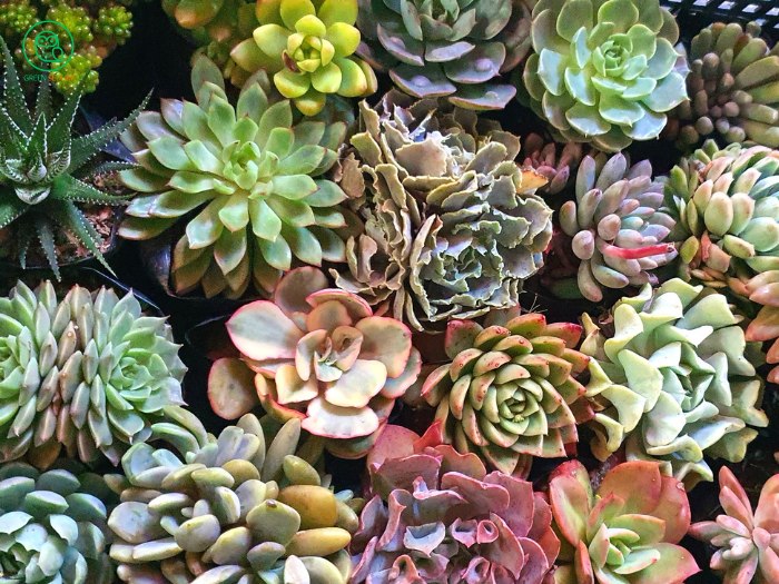 2. Best Succulent Species for Propagation