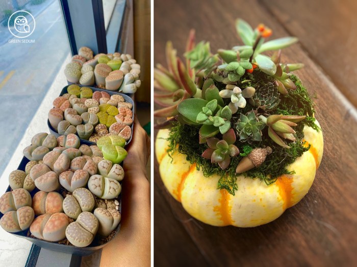 Caring for Succulents in Humid Conditions - do succulents like humidity