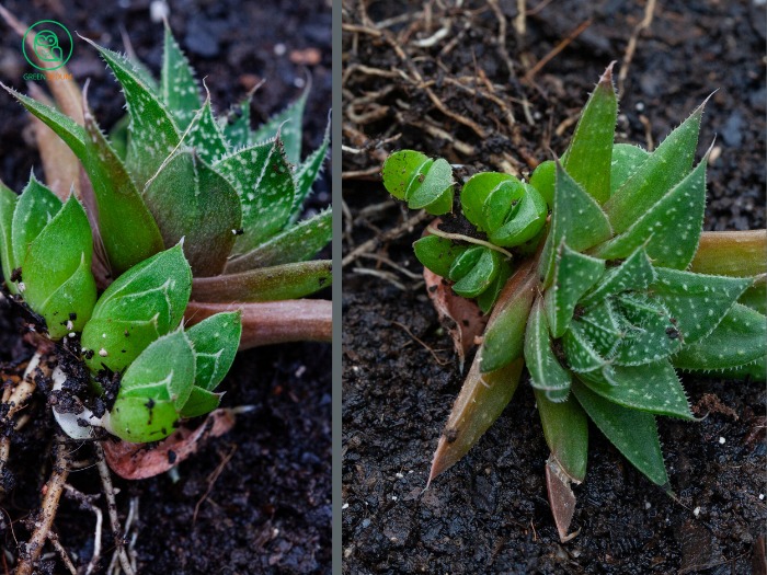 2. Step-by-Step Guide on How to Remove Succulent Pups