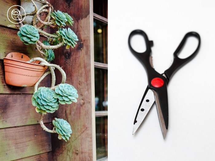 3 Step Guide to Pruning Succulents for Maximum Health