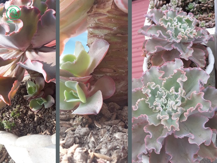 3. How to Care for Succulent Pups After Planting - , proper care is crucial for their healthy development