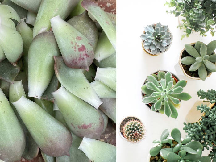 3. Treating Succulent Sun Damage