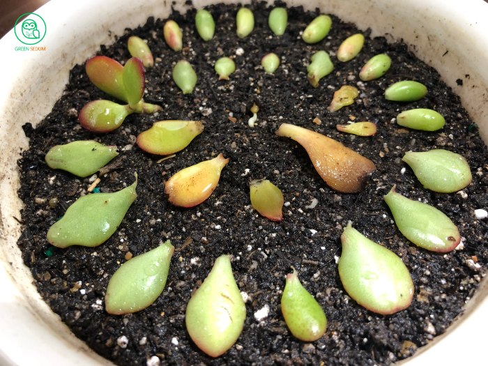 3.1. Leaf Propagation how to propagate succulents