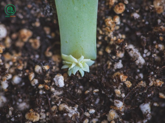 3.4. Separating Offshoots from the Base