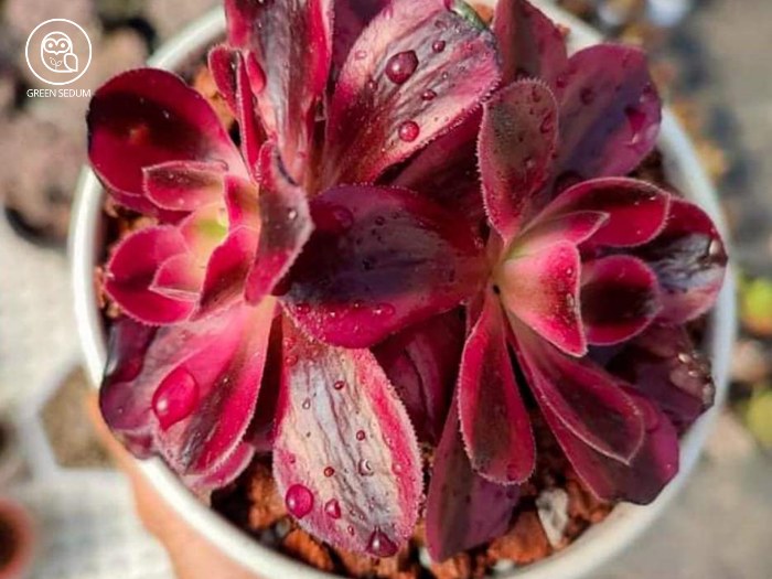 Aeonium 'Mardi Gras'