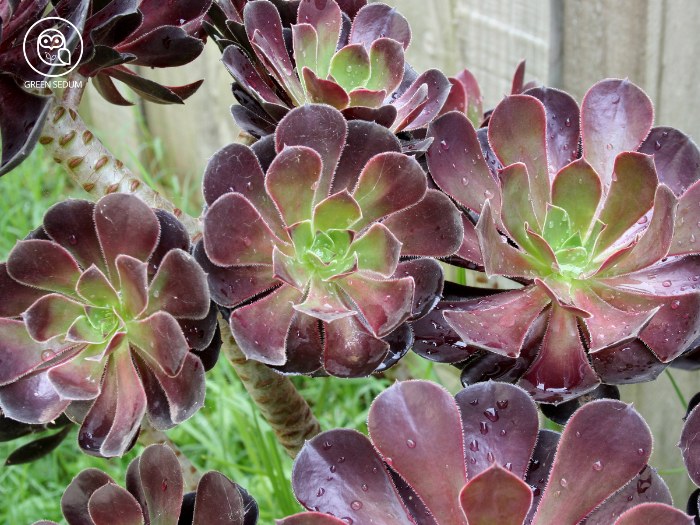 Aeonium arboreum 'Zwartkop'