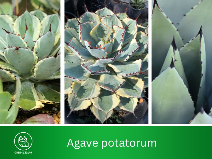 Agave potatorum