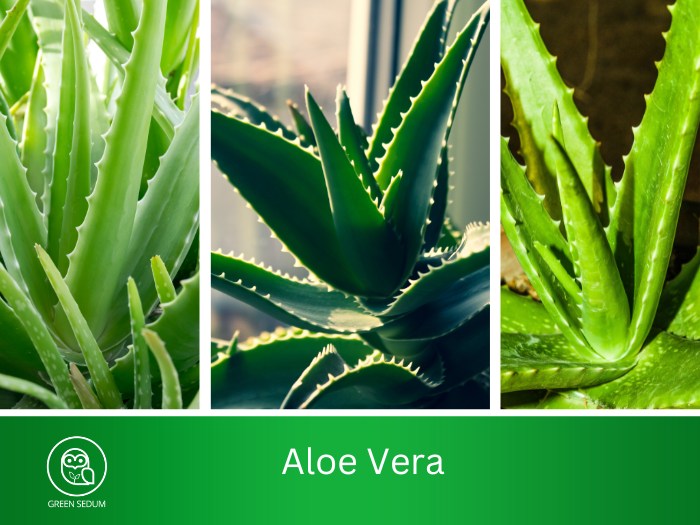 Aloe Vera