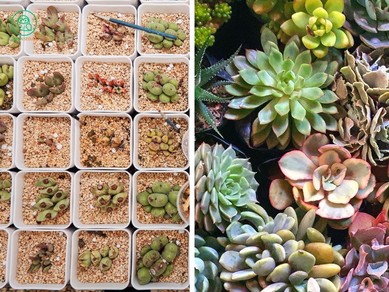 Banner Growing Succulents from Seeds Easy Steps for Lush Plants