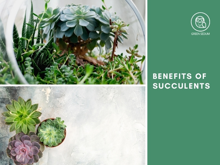 Benefits of succulents