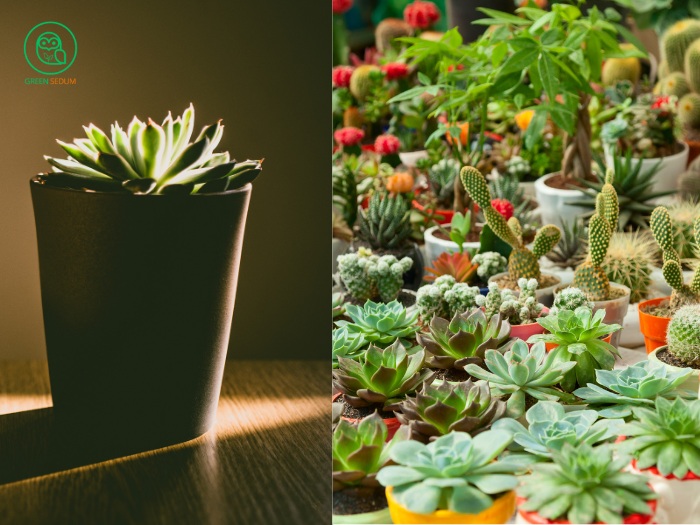 Best Tips for Taking Indoor Succulents Outside This Summer