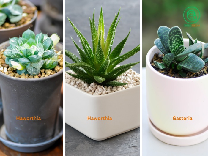 Choosing Indoor Succulents