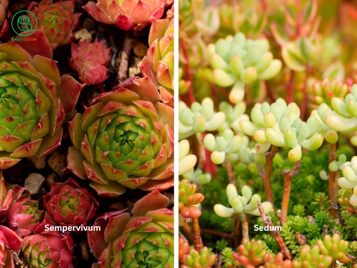 Choosing Outdoor Succulents