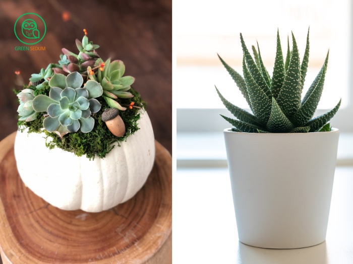 Choosing the Right Pots for Succulents