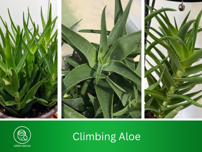 Climbing Aloe