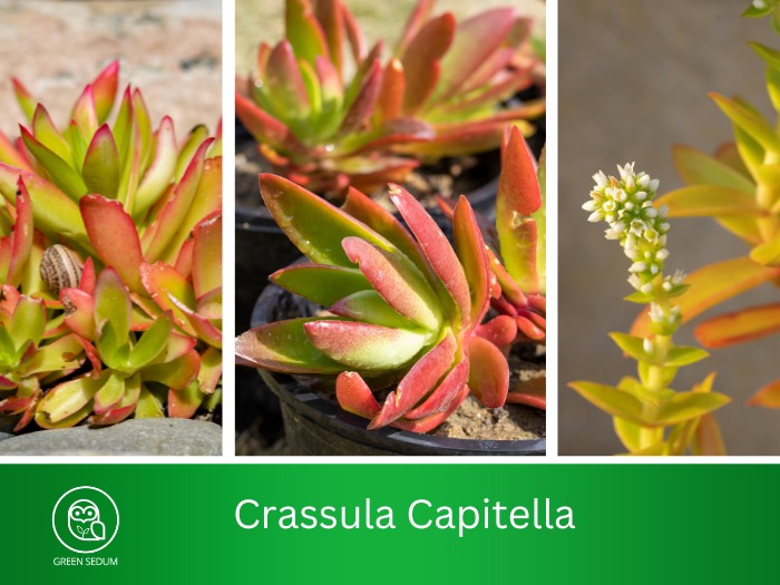 Crassula Capitella