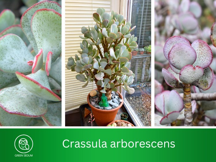 Crassula arborescens