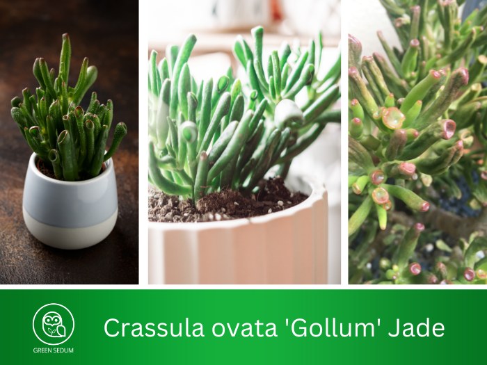 Crassula ovata 'Gollum' Jade