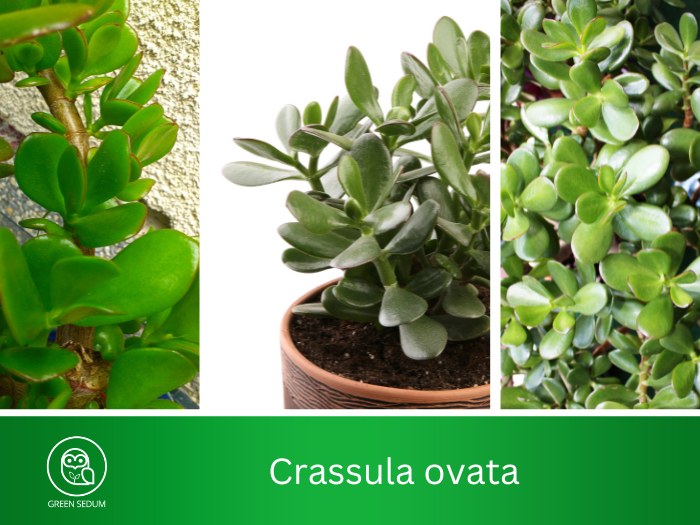 Crassula ovata