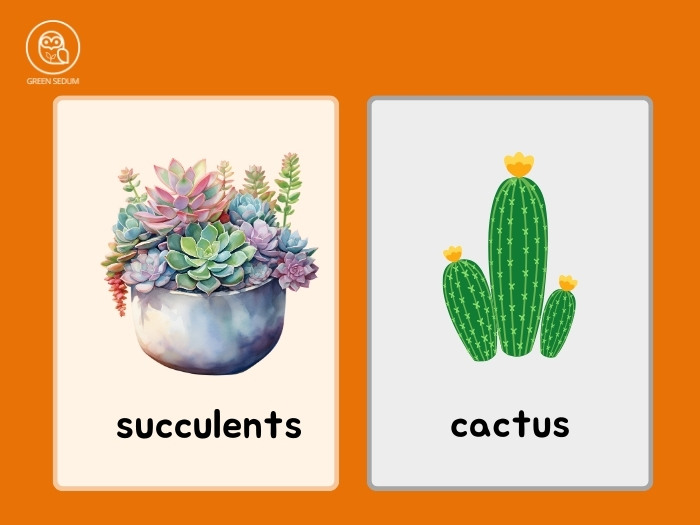 Differences between succulents and cacti