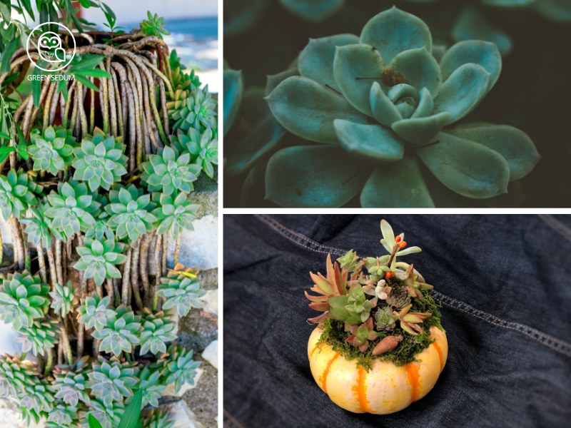 Do Succulents Like Humidity Care Tips for High Humidity