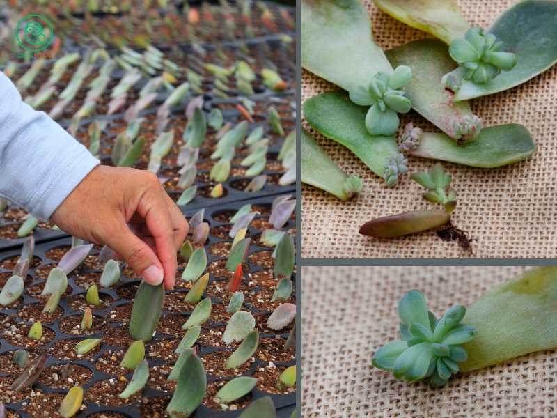 Easy Steps on How to Propagate Succulents at Home banner