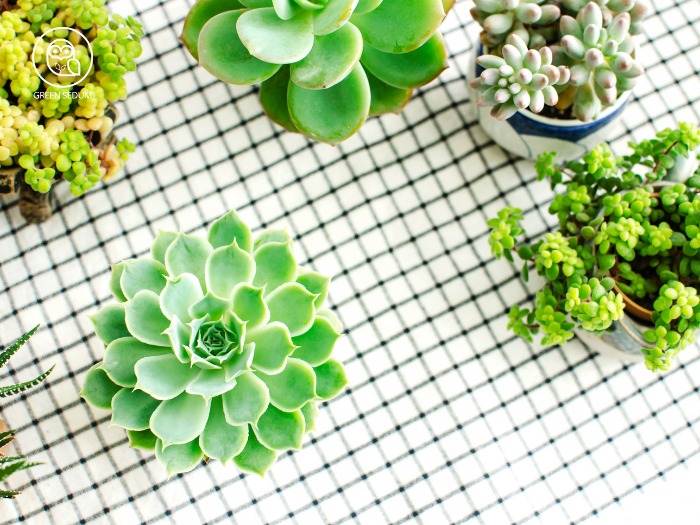 Effective Tips for Planting Succulents in a Pot