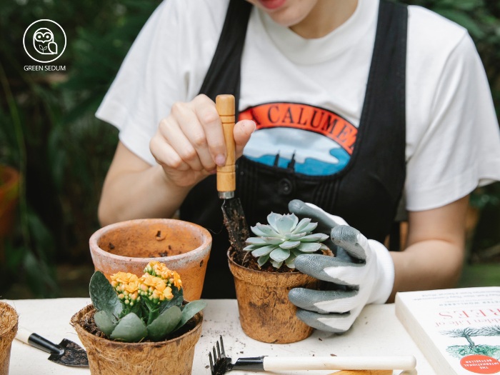 How to Grow Succulents_ Ultimate Tips for Any Home