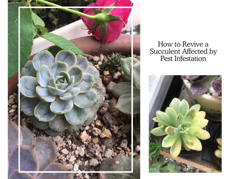 How to Revive a Succulent Affected by Pest Infestation