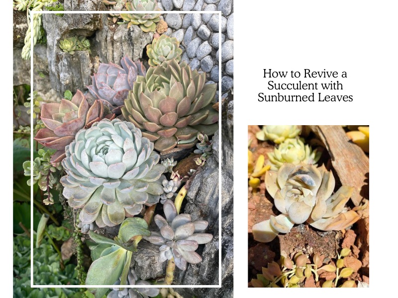 How to Revive a Succulent with Sunburned Leaves