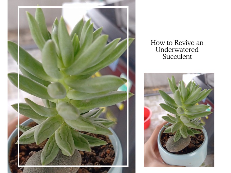 How to Revive an Underwatered Succulent