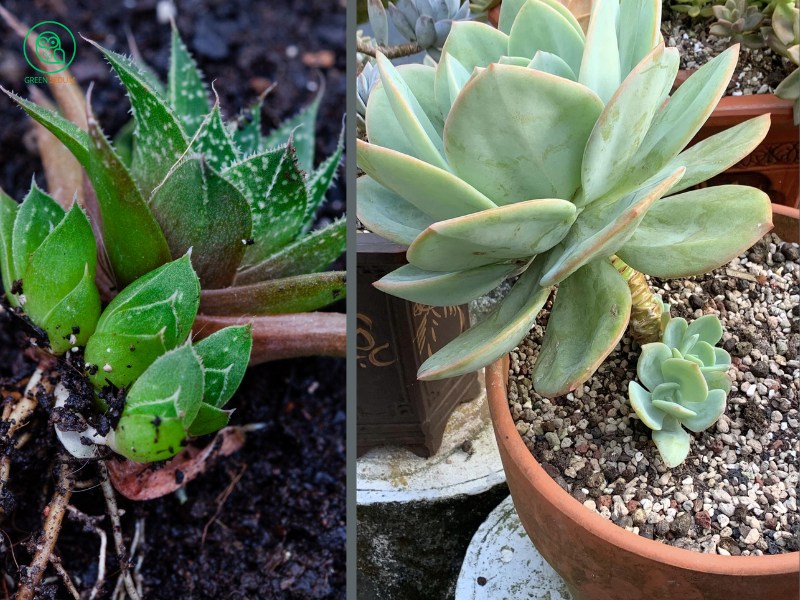 How to Safely Remove Succulent Pups A Quick Guide banner