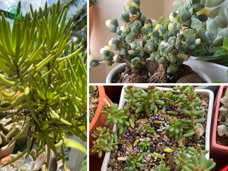 How to Save a Dehydrated Succulent Expert Tips