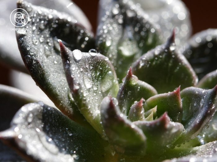 How to Water Succulents to Keep Them Green and Prevent Overwatering