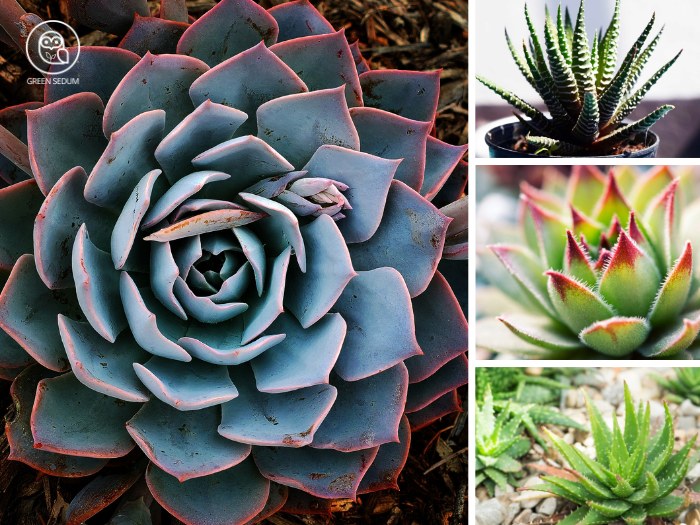 Identifying Popular Succulent Plants