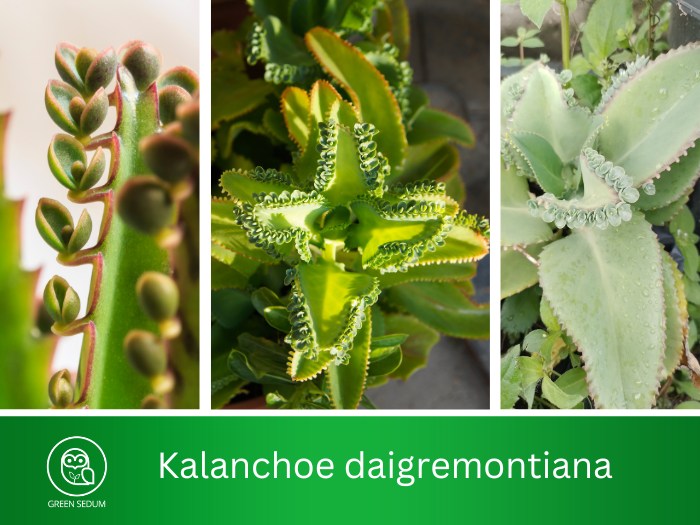 Kalanchoe daigremontiana