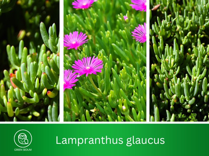 Lampranthus glaucus