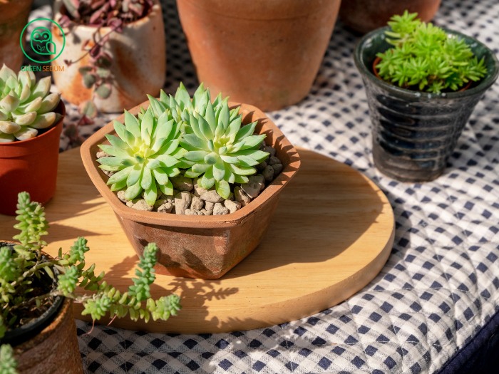 Over 7 Types of Pots for Succulents