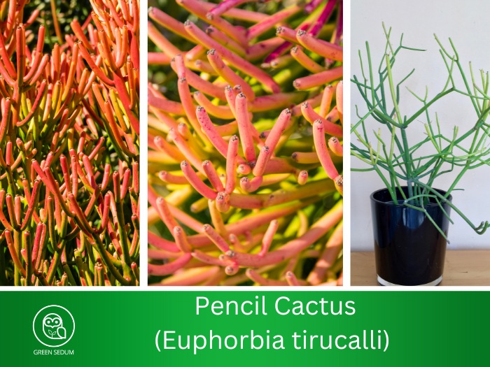 Pencil Cactus