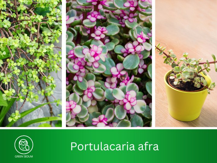 Portulacaria afra