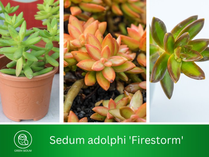 Sedum adolphi 'Firestorm'