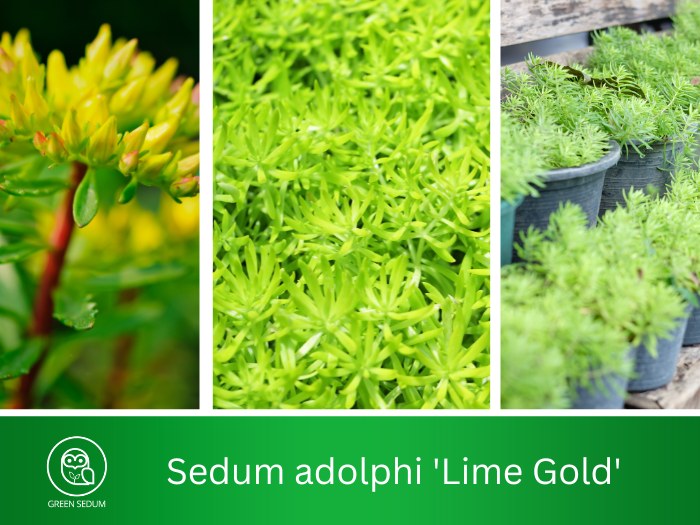 Sedum adolphi 'Lime Gold'