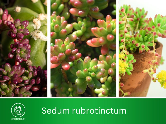 Sedum rubrotinctum