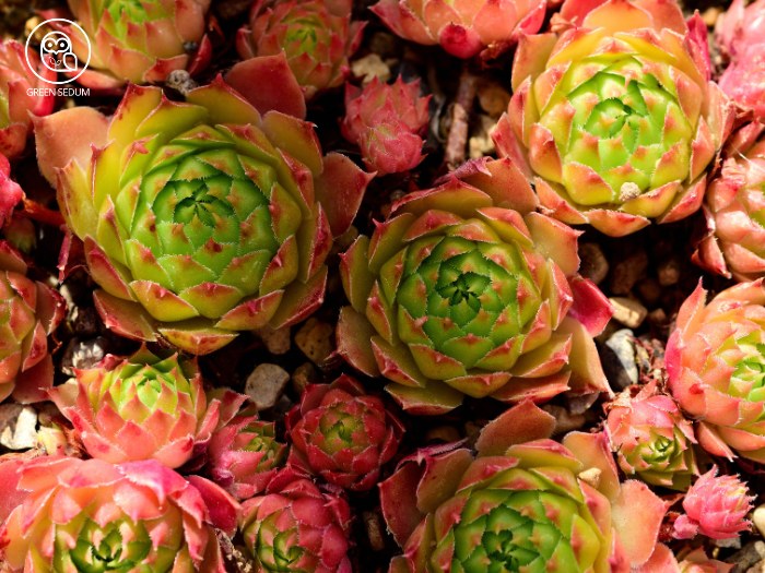 Sempervivum 'Wendy'